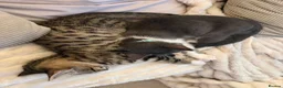 Mixed Breed cats for sale: Two bonded kittens - Advert 7