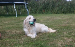 Golden Retriever dogs for sale: Ready to leave now 💕 fully vaccinated 🥰 - Image 8