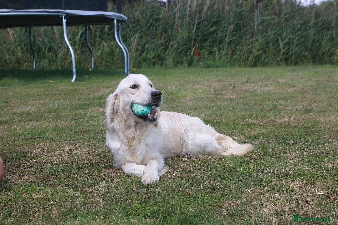 Golden Retriever dogs for sale: Ready to leave now 💕 fully vaccinated 🥰 - Image 8