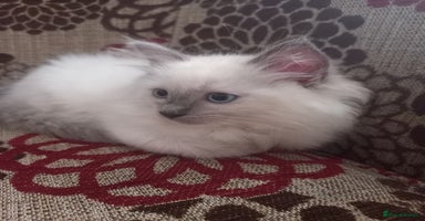 Ragdoll cats - Advert 4