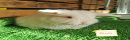 Mini Lop rabbits for sale: Baby mini lops  - Advert 3