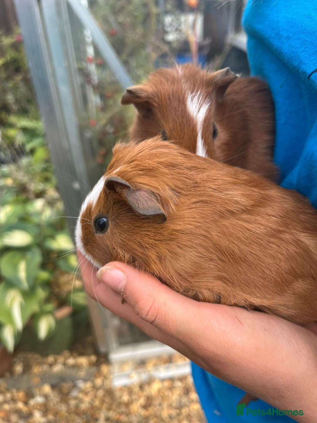 Guinea Pig rodents for sale: Male Guinea pigs  - Image 6