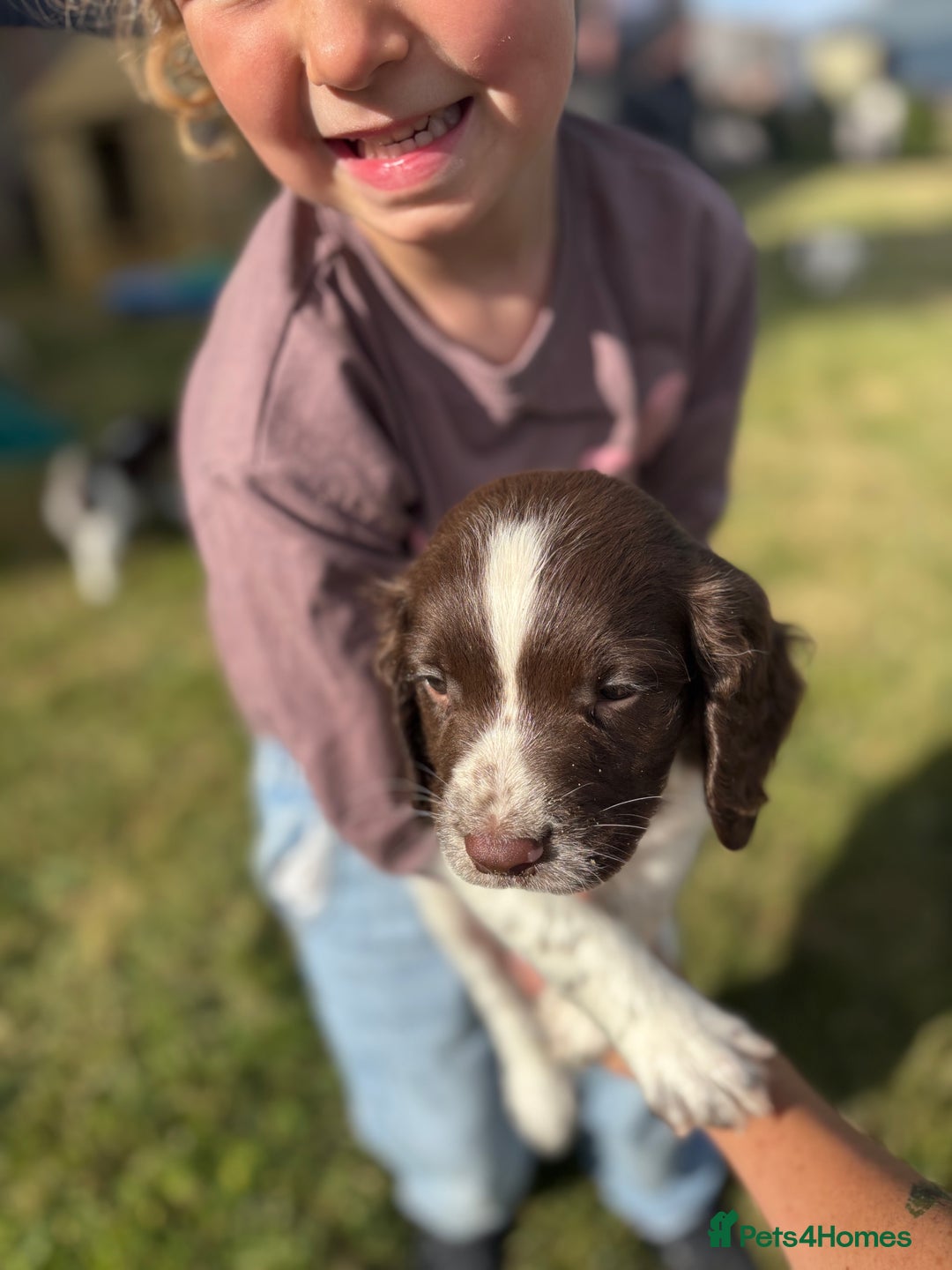 English Springer Spaniel dogs for sale: English Springer Spaniels - Image 16