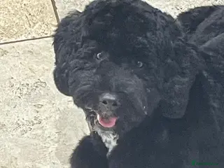 Cockapoo dogs F1 Tuxedo Cockapoo - Advert 2