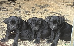Cane Corso dogs for sale: Top quality  - Image 20