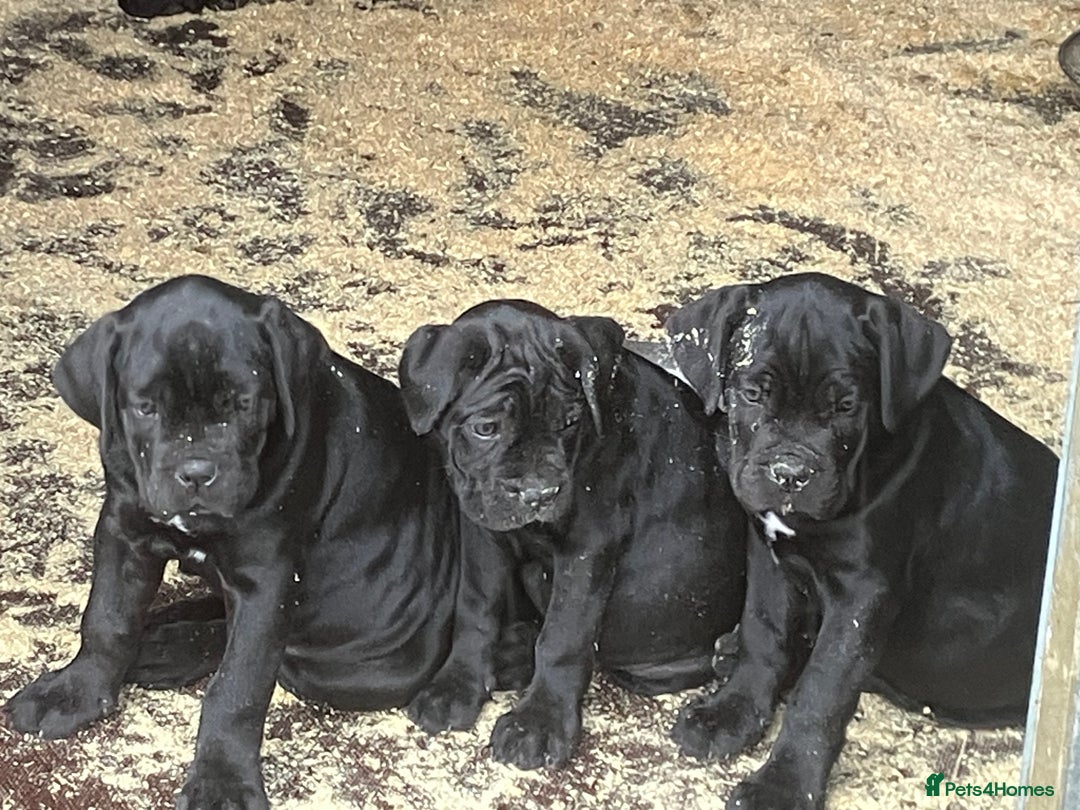 Cane Corso dogs for sale: Top quality  - Image 20