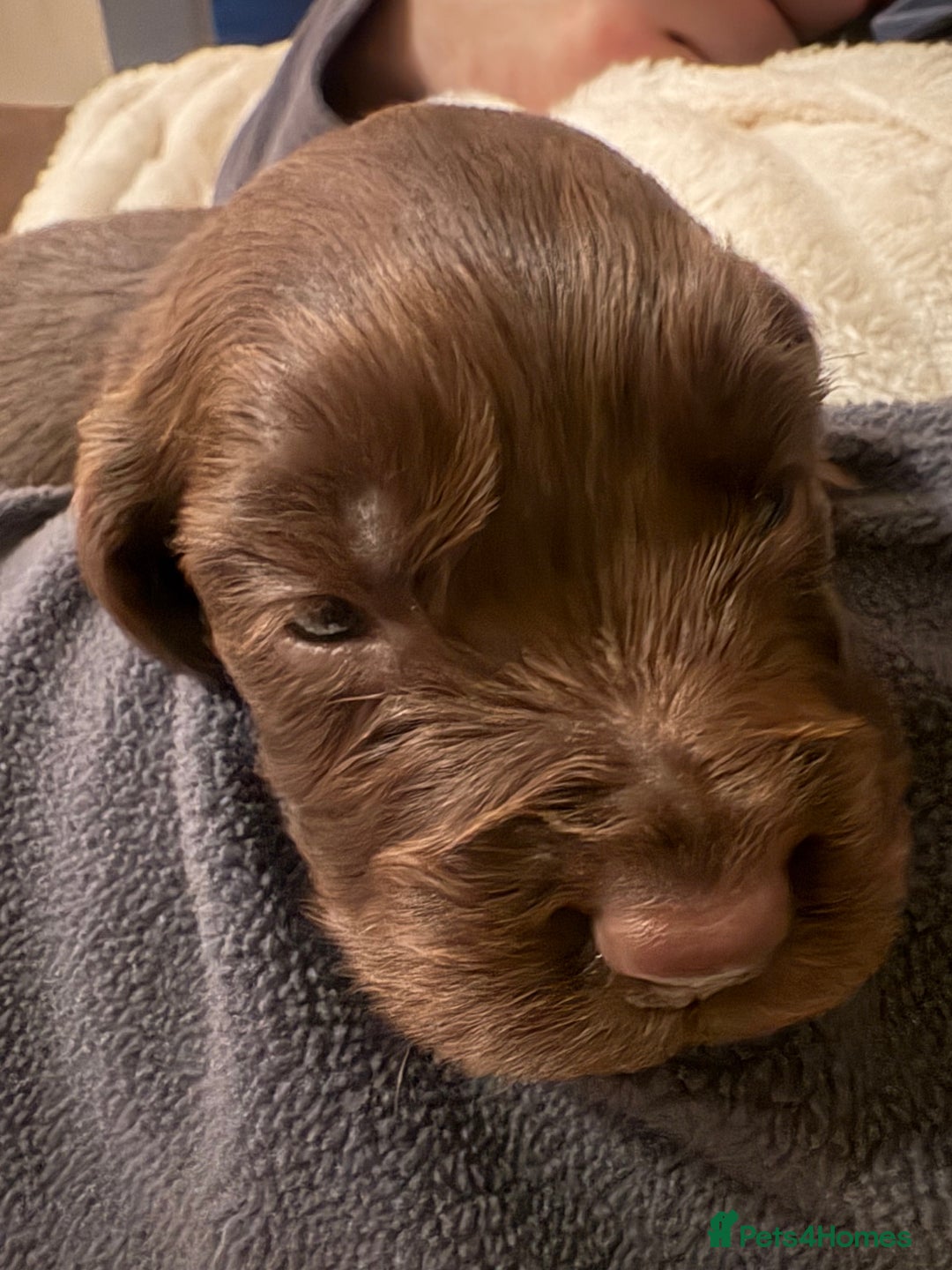 Cocker Spaniel dogs for sale: Cocker spaniel pups - Image 6