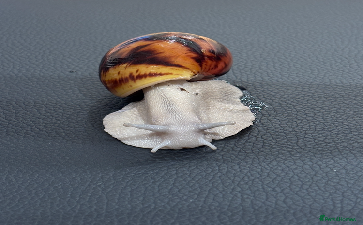 Snails invertebrates - Advert 2