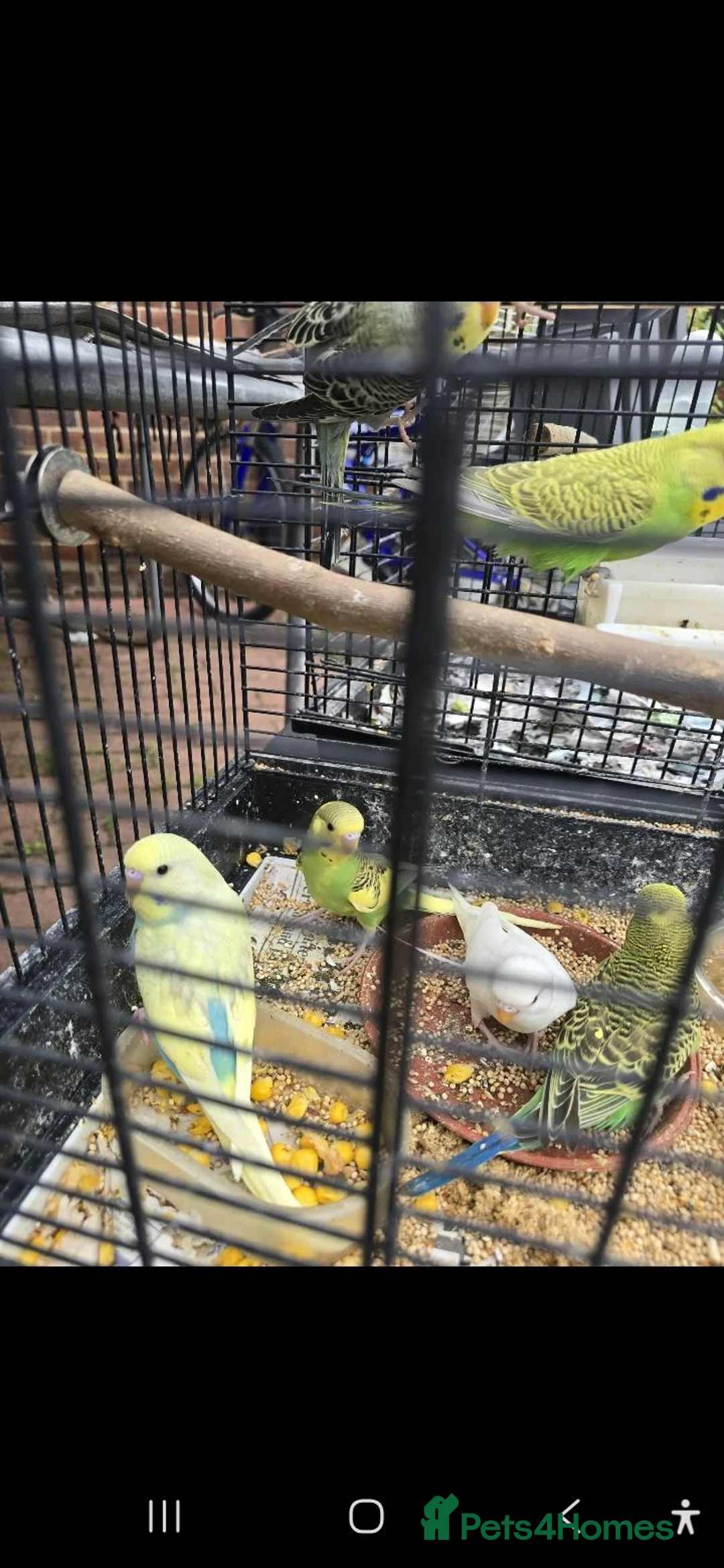 Parrots birds for sale: Tame baby budgies  - Advert 2