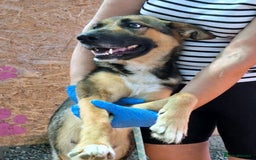 Mixed Breed dogs for adoption: LAURA - a Beautiful young Girl, for a Loving Home - Image 1