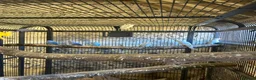 Ringnecks birds for sale: Indian Ringnecks  - Advert 4