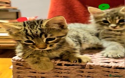 Bengal cats for sale: Elven Bengals - Image 21