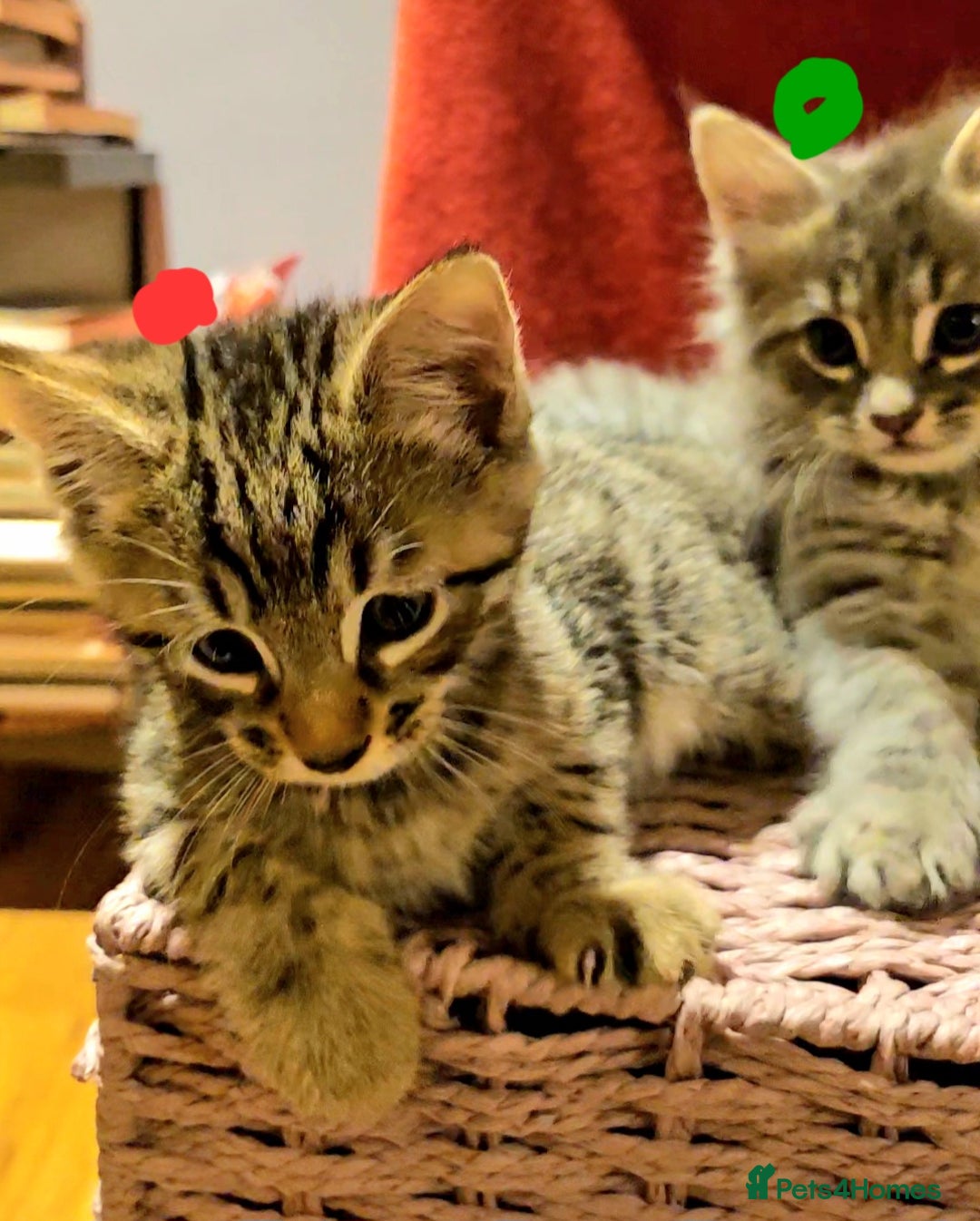 Bengal cats for sale: Elven Bengals - Image 21