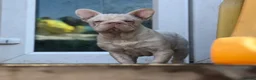 French Bulldog dogs for stud: Male pink  **  French bulldog - Advert 5