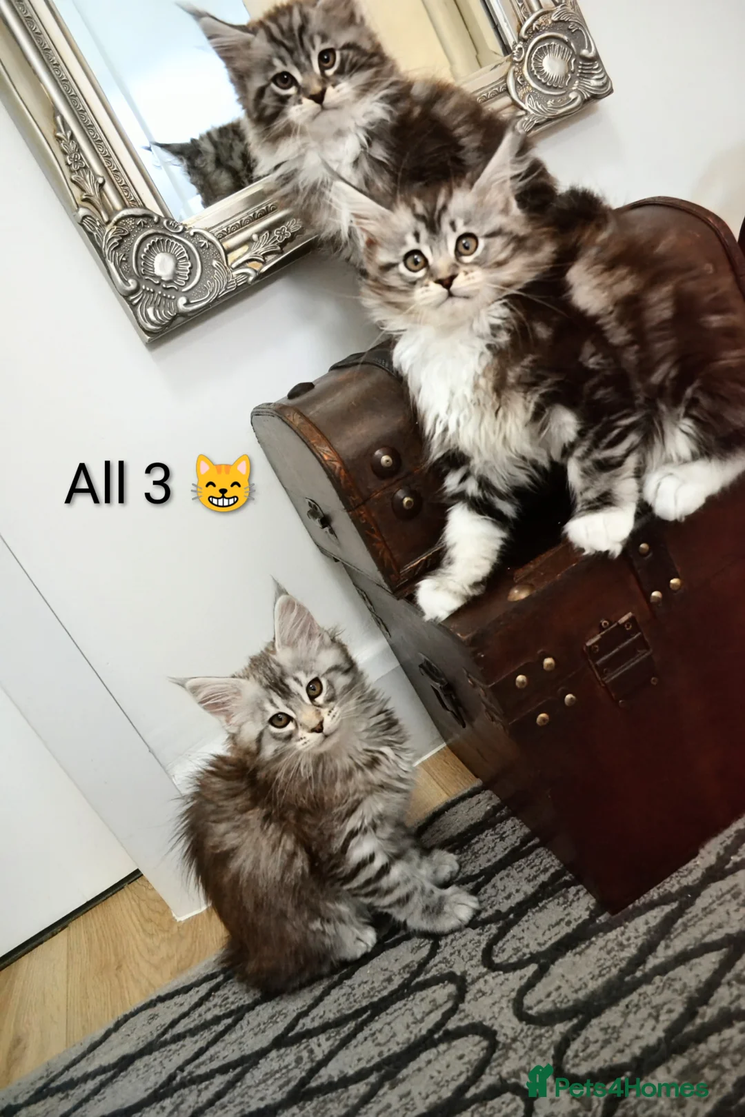 Maine Coon cats for sale: Maine coon kittens available  - Advert 1