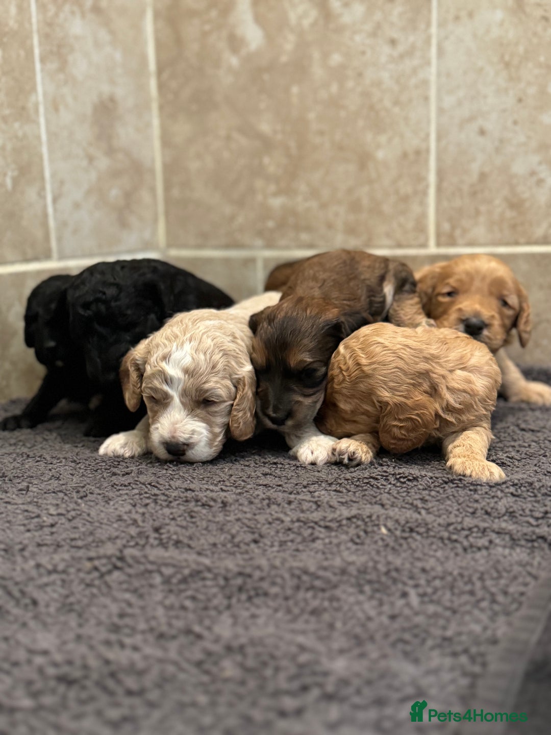 Cockapoo dogs for sale: Beautiful cockapoo puppy’s🩷🩵 - Advert 7