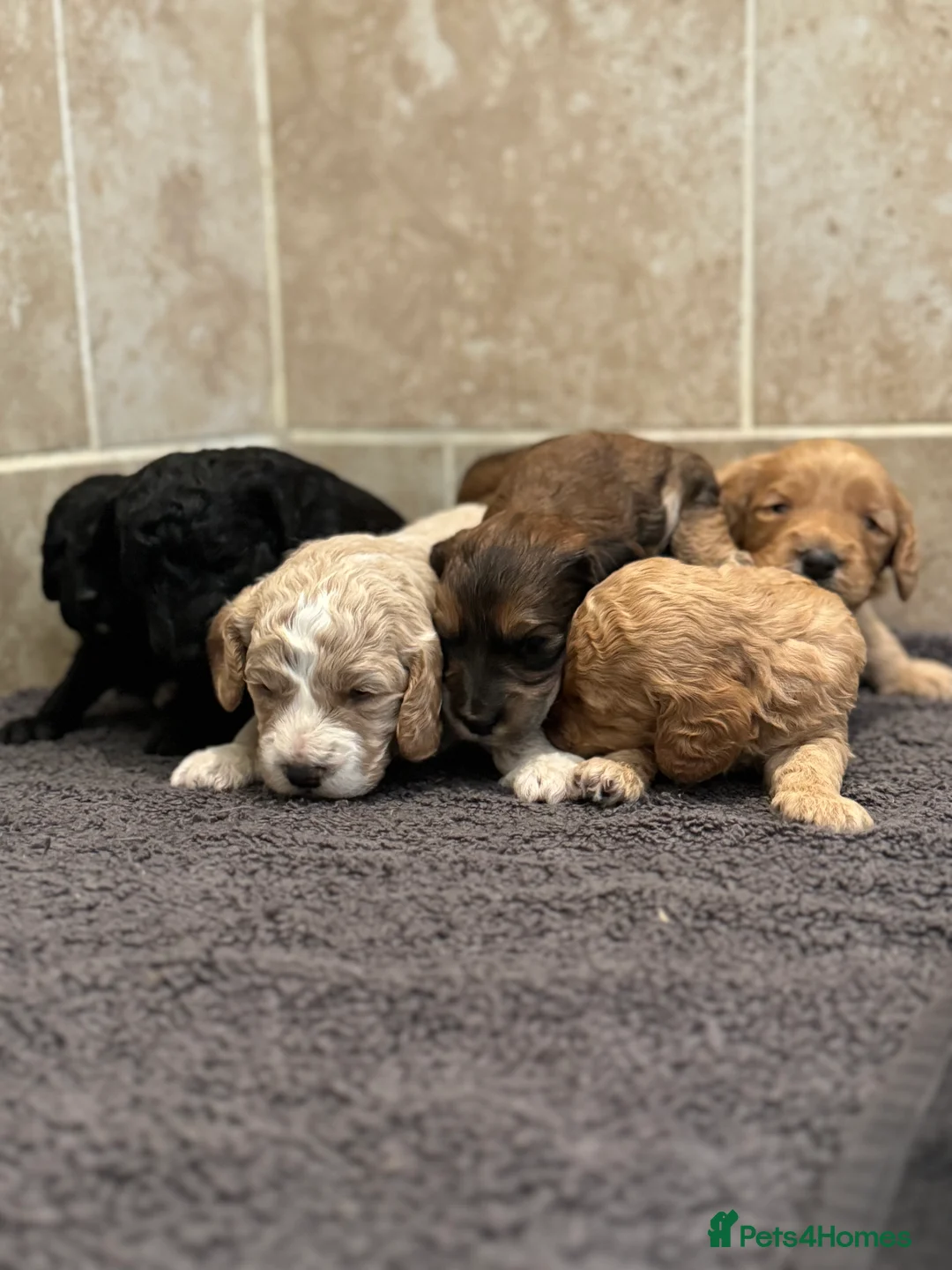Cockapoo dogs for sale: Ready now!!Beautiful mini cockapoo puppy’s🩷🩵 - Advert 28