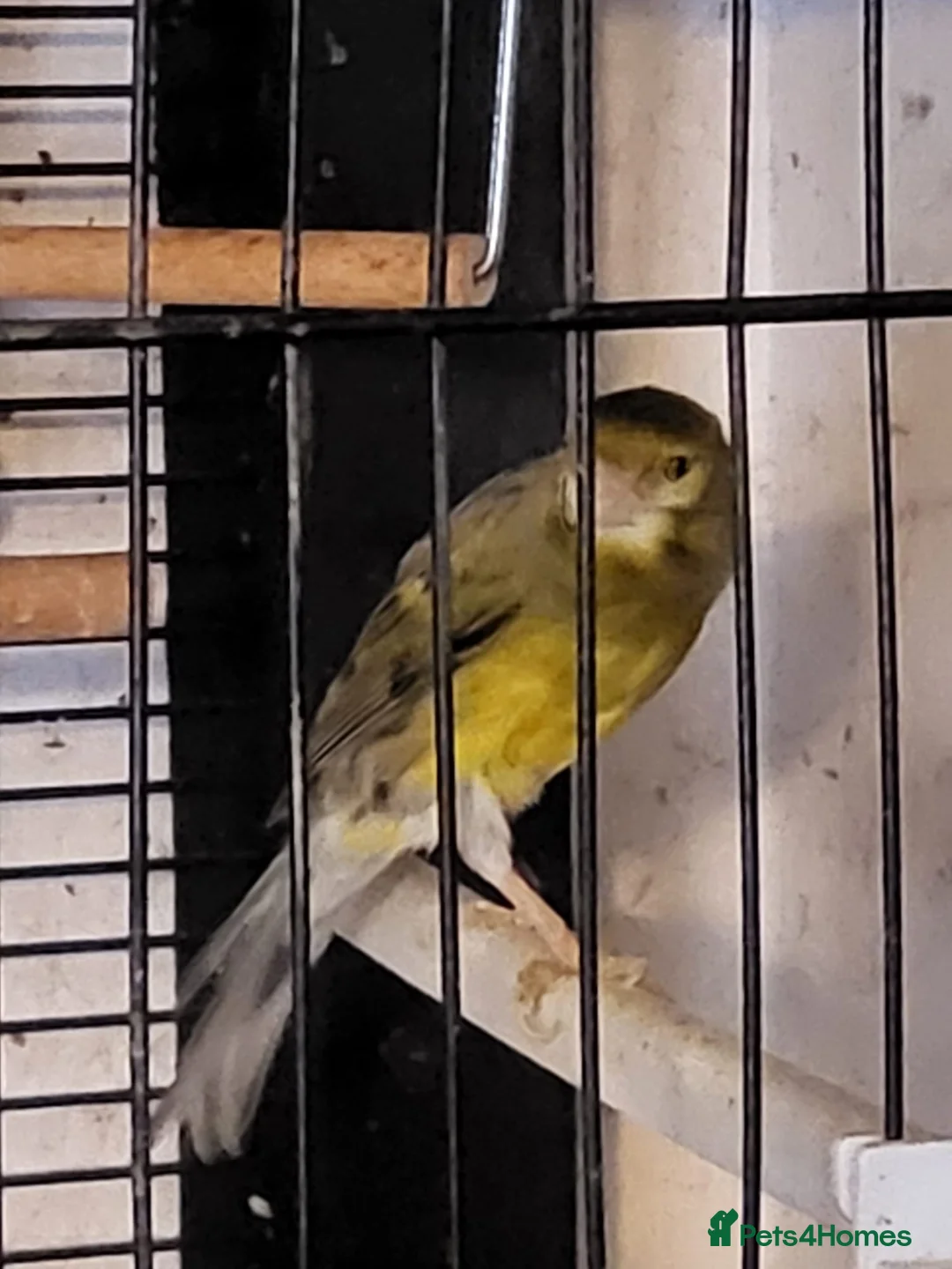 Canaries birds for sale: Canaries in Portsmouth - Advert 1