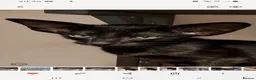 Oriental cats for sale: FULL Pedigree Oriental XL size ears GCCF - Advert 4