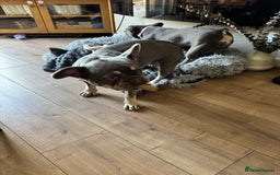 French Bulldog dogs for sale: Looking to Rehome My 2 French Bulldogs - Image 11