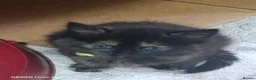 Mixed Breed cats for sale: Four girls. - Advert 15