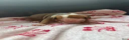 Mixed Breed dogs for sale: Old tyme/ old english bulldogs - Advert 18