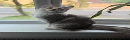 Maine Coon cats for sale: Amazing Maine Coon girl  - Advert 1