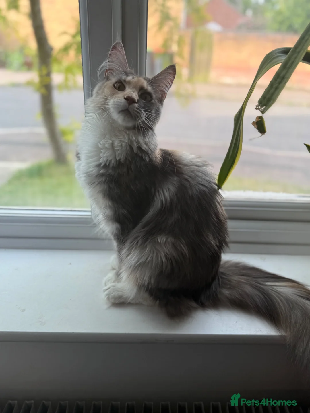 Maine Coon cats for sale: Amazing Maine Coon girl  - Advert 1