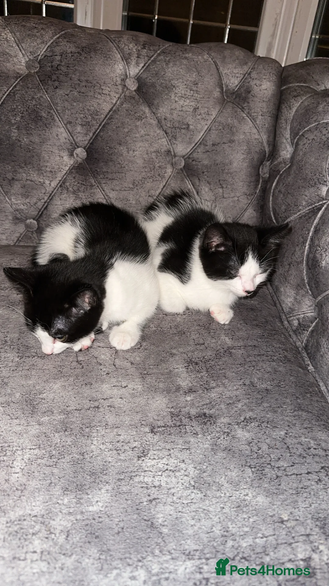 British Shorthair cats for sale: 2 lovely black and white shorthairs - Advert 6