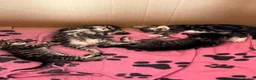Mixed Breed cats for sale: Kittens for loving home in London - Advert 2