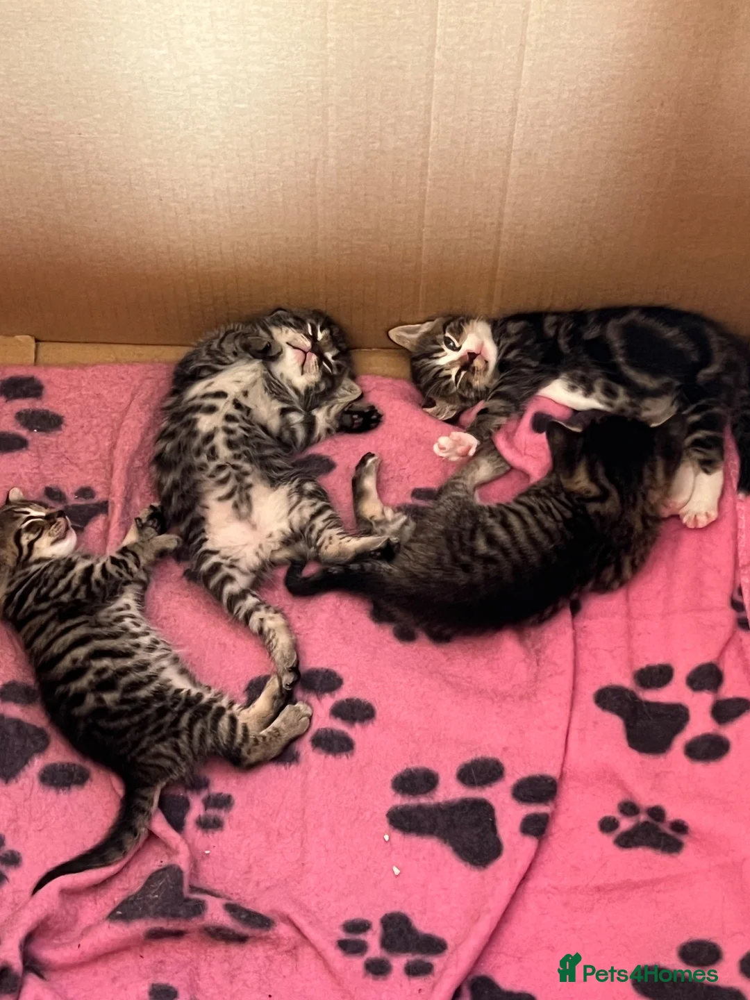 Mixed Breed cats for sale: Kittens for loving home in London - Advert 2