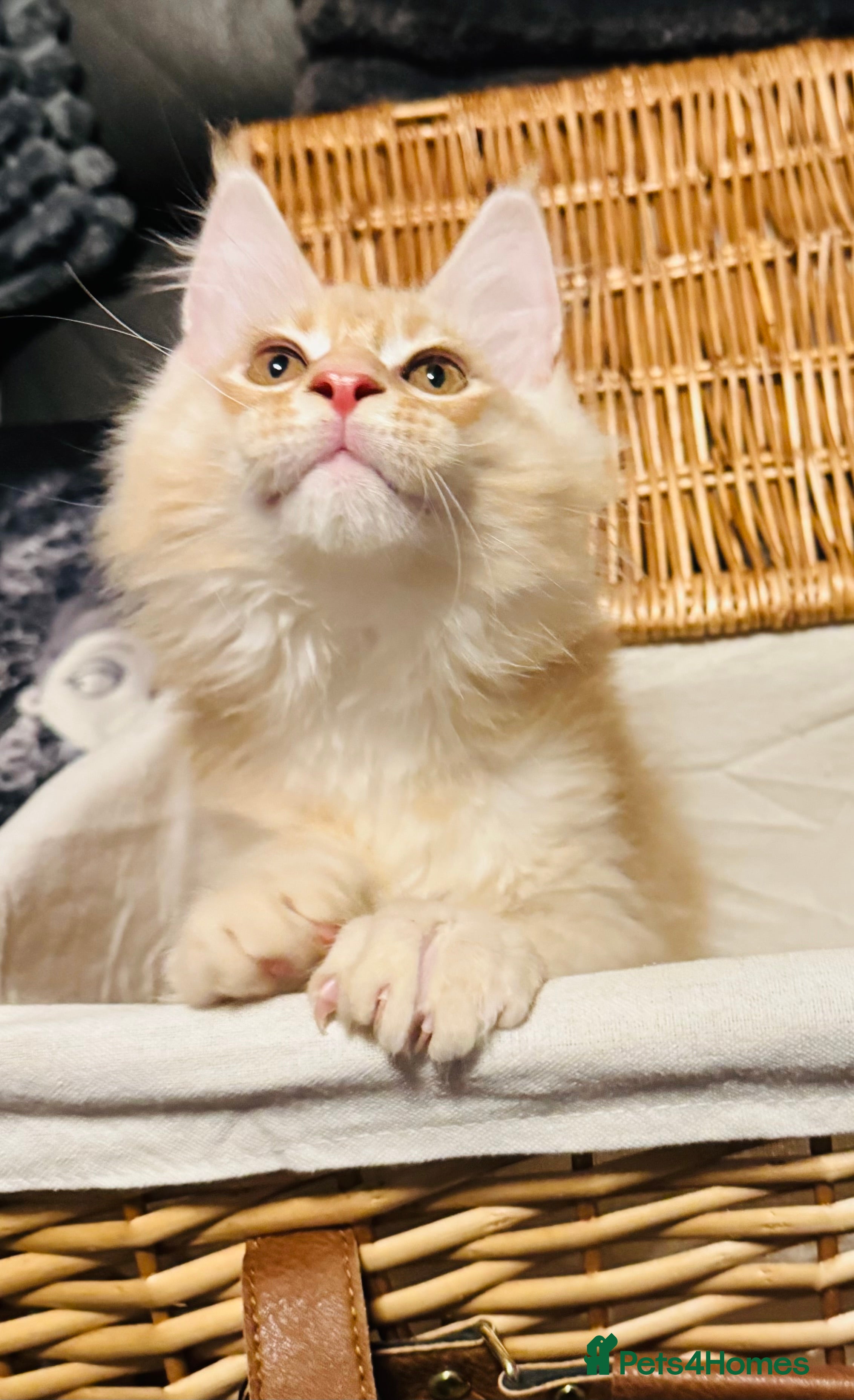 Maine Coon cats GCCF & TICA Maine Coon kittens Activ Available  - Advert 14