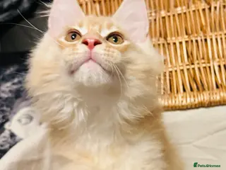 Maine Coon cats GCCF & TICA Maine Coon kittens Activ Available - Advert 6