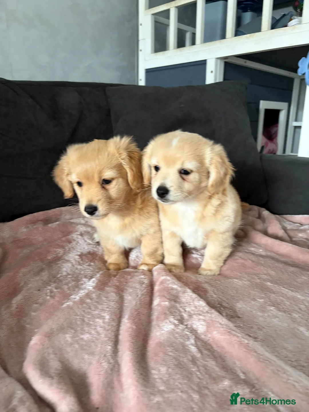 Mixed Breed dogs for sale: 💖 Mini Dachsund x Pomeranian Puppies 💙 - Advert 1