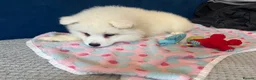 Samoyed dogs for sale: 🐾puppies are ready for new happy homes🐾 - Advert 13