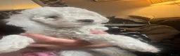 Cockapoo dogs for sale: Stunning cockapoo puppys  - Advert 11