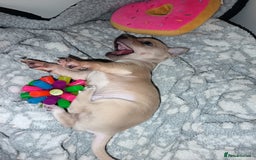 Chihuahua dogs for sale: Chihuahua boy 💙 - Advert 1