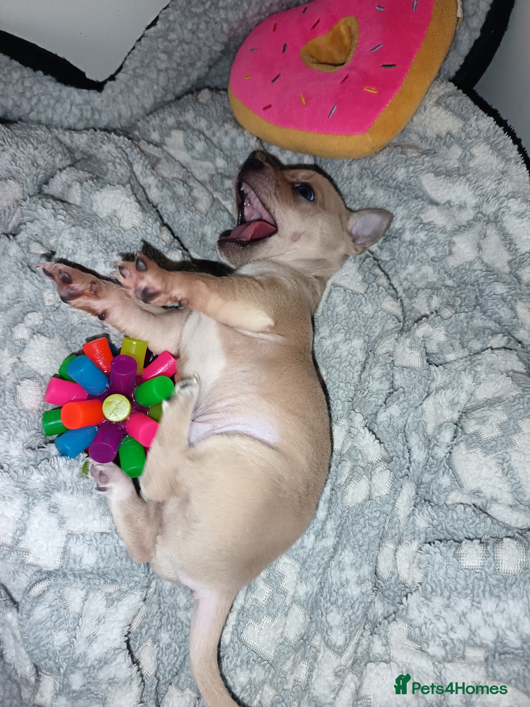 Chihuahua dogs for sale: Chihuahua boy 💙 - Advert 1