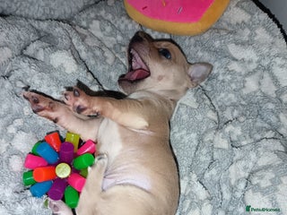 Chihuahua dogs Chihuahua boy 💙 - Advert 1