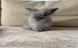 Lionhead rabbits for sale: Lionhead bunnies  - Image 6