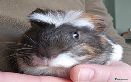 Guinea Pig rodents for sale: 7 Week Old Indoor Baby Guinea Pigs Male and Female - Image 4