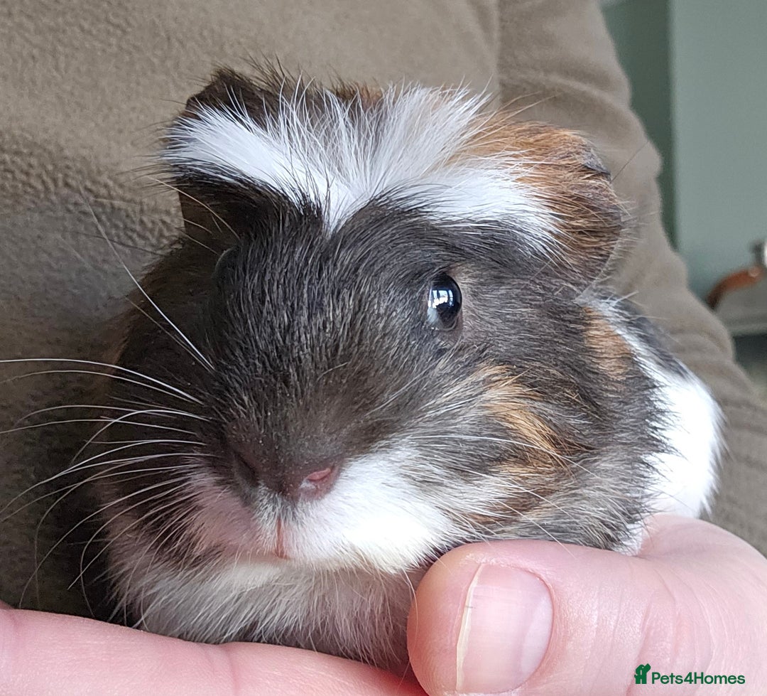 Guinea Pig rodents for sale: 7 Week Old Indoor Baby Guinea Pigs Male and Female - Image 4