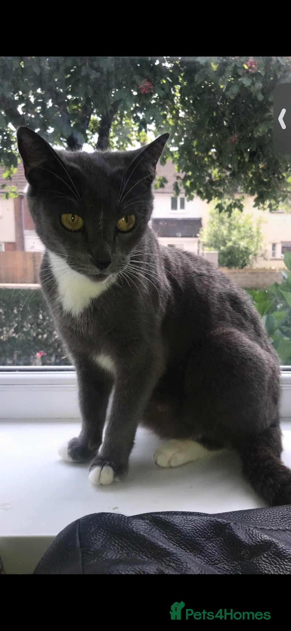 Mixed Breed cats Mixed Russian blue  - Advert 7