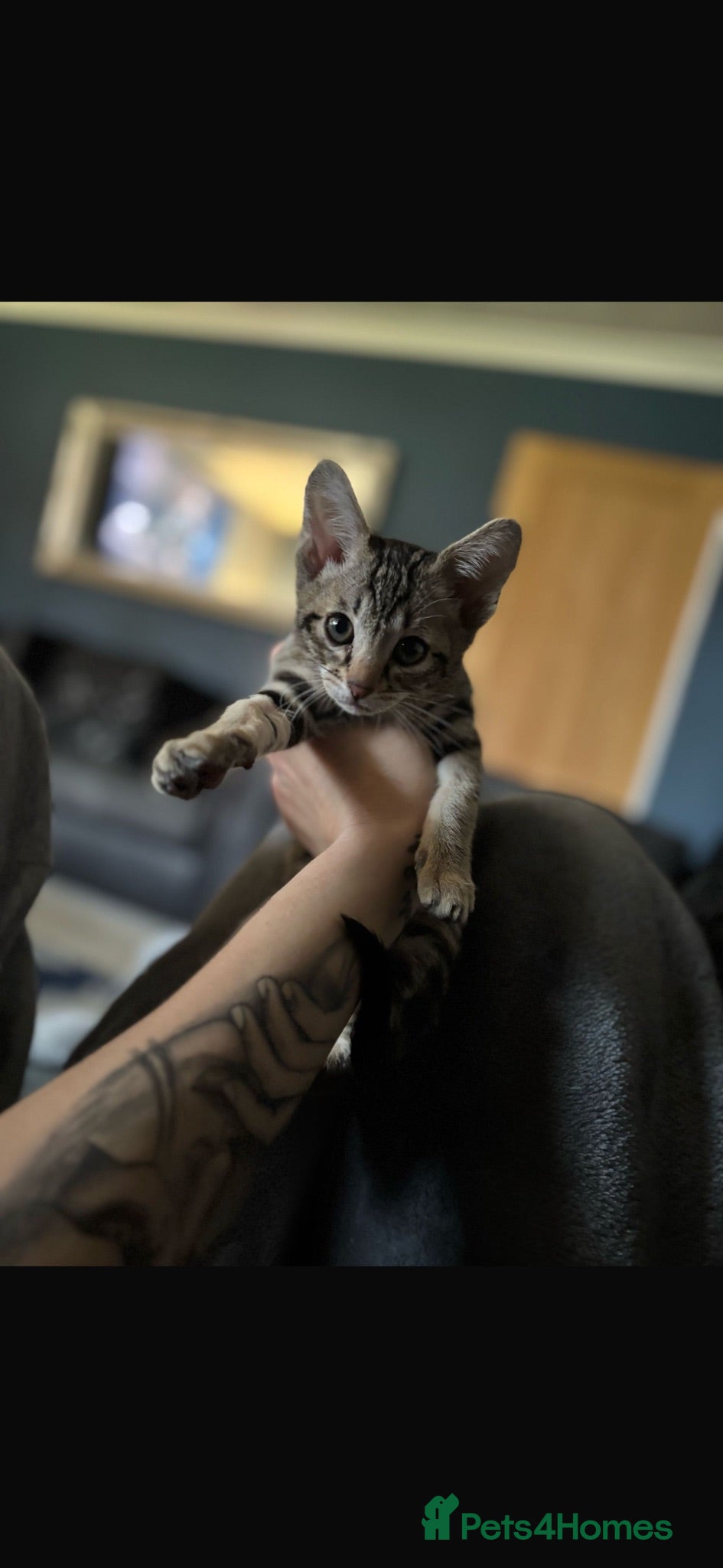 Savannah cats Savannah F5 Bengal hybrid  - Advert 10