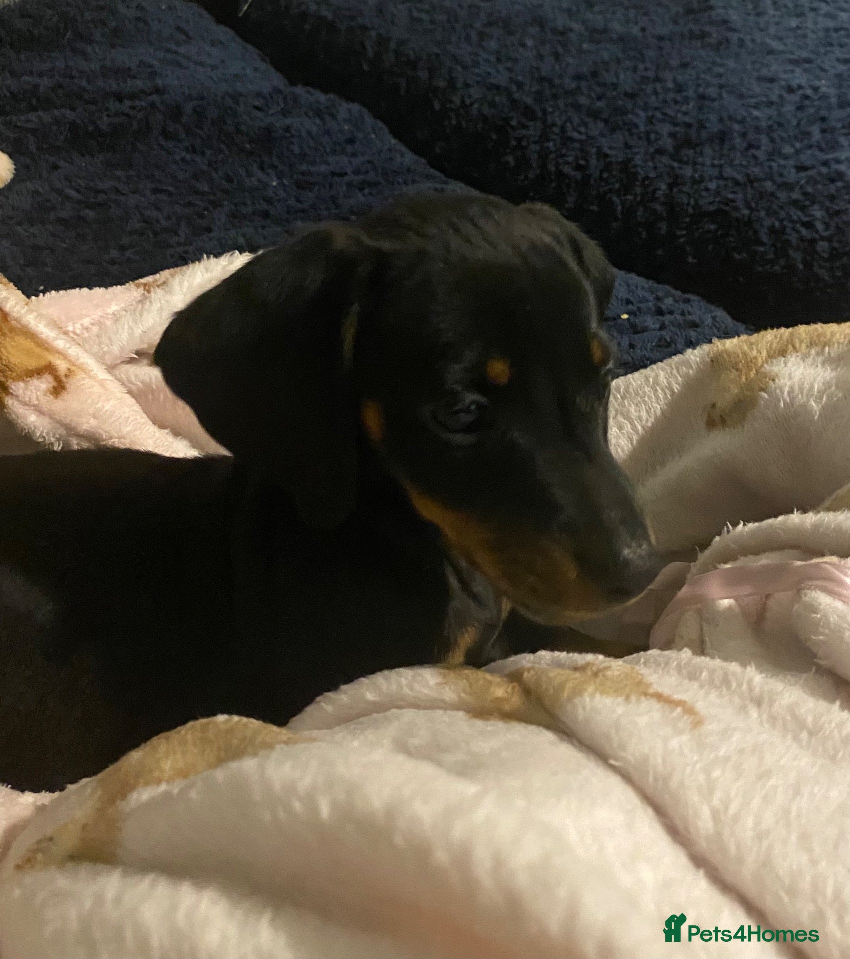 Dachshund dogs Beautiful dachshund puppies - Advert 13