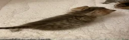 British Shorthair cats for sale: TICA reg Black Golden Kittens - Advert 5