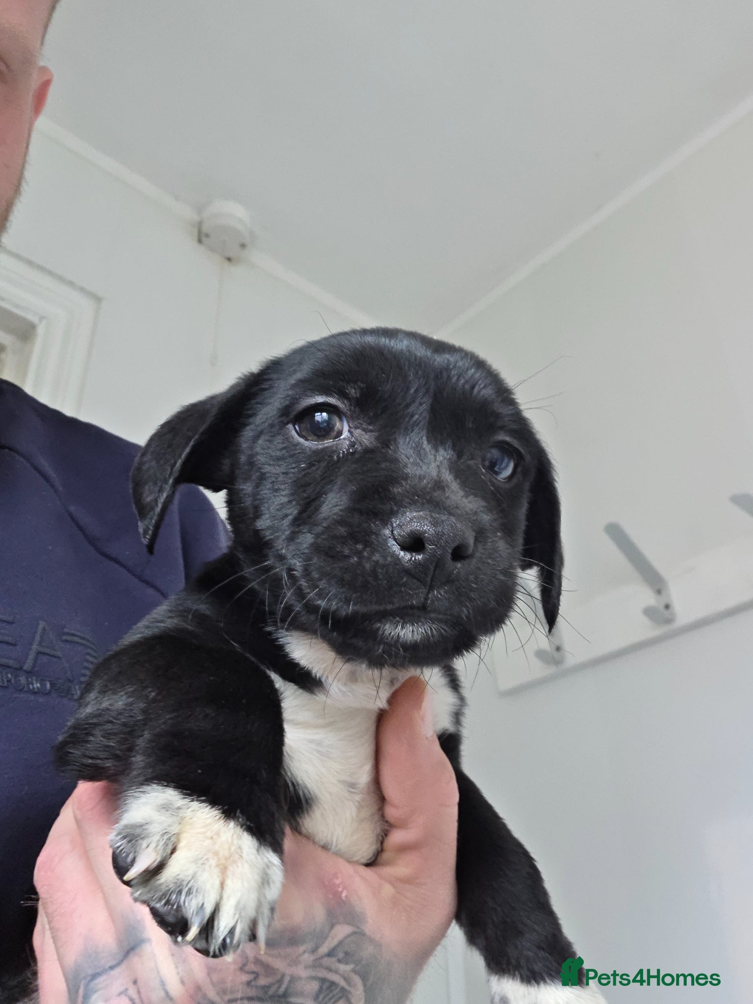 Patterdale Terrier dogs Patterdale puppies - Advert 1
