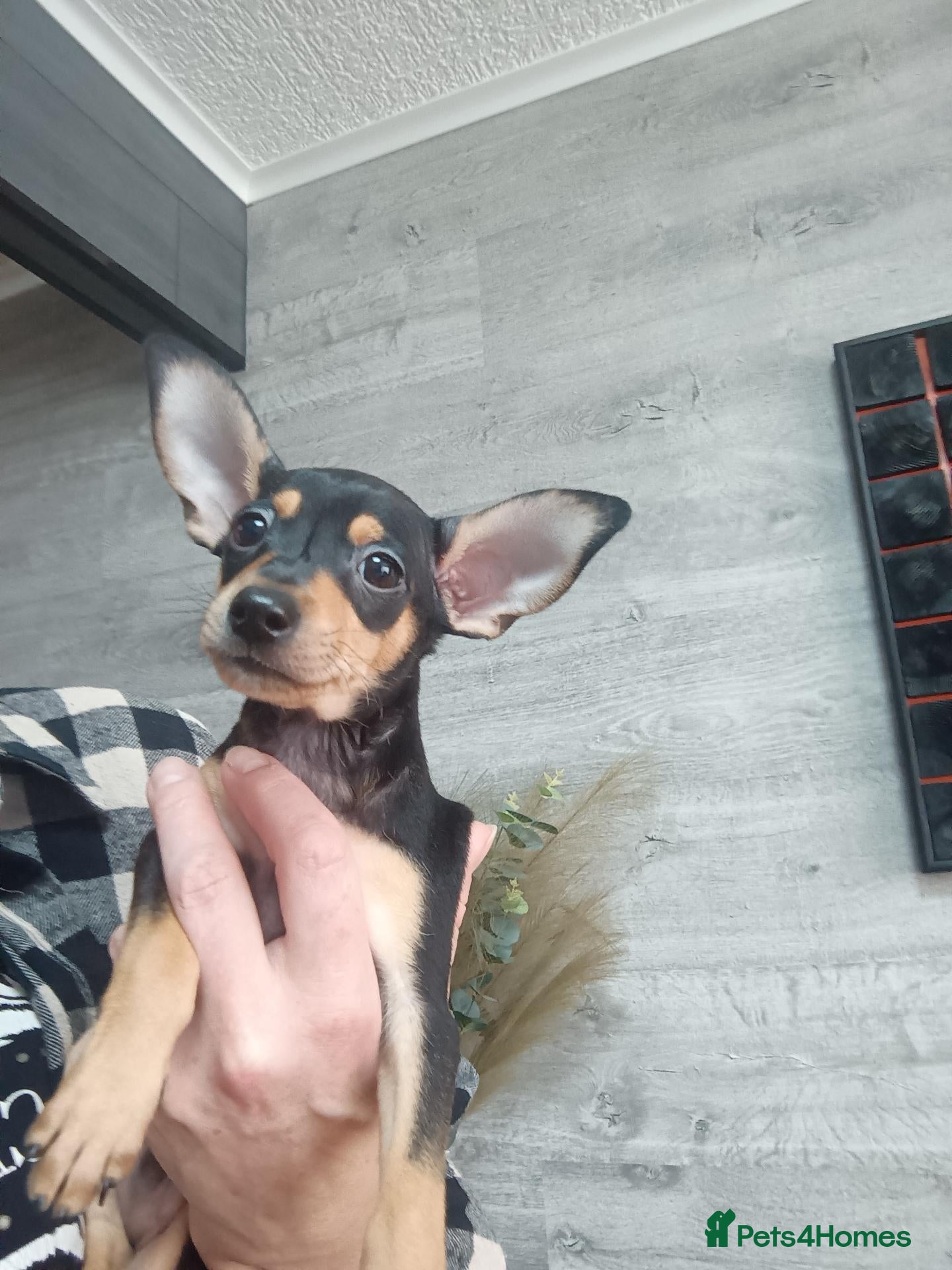 Miniature Pinscher dogs 6 Beautiful Miniature pincher Puppies  - Advert 2