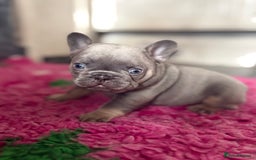 French Bulldog dogs for sale: Chunky French bulldog puppies  - Image 17