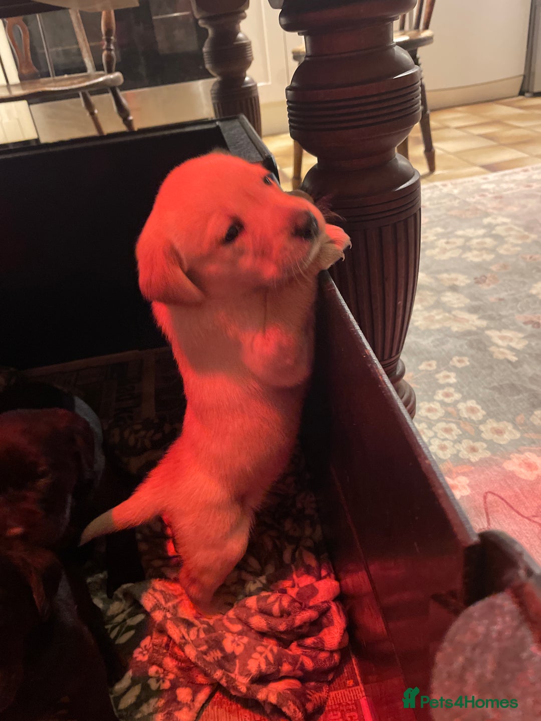 Labrador Retriever dogs for sale: Cotswold Born  Labrador Retriever Puppies. - Advert 16